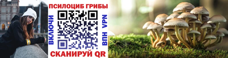 Купить где Сорочинск Псилоцибиновые грибы Psilocybe